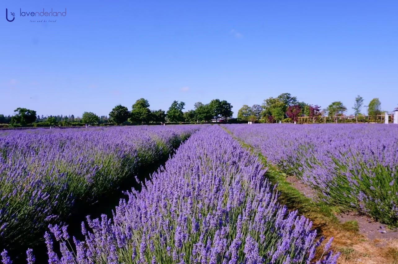 2025 Lavenderland Season Opening