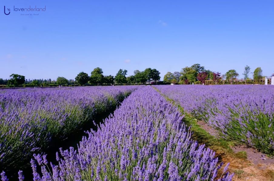 2026 Lavenderland Season Opening
